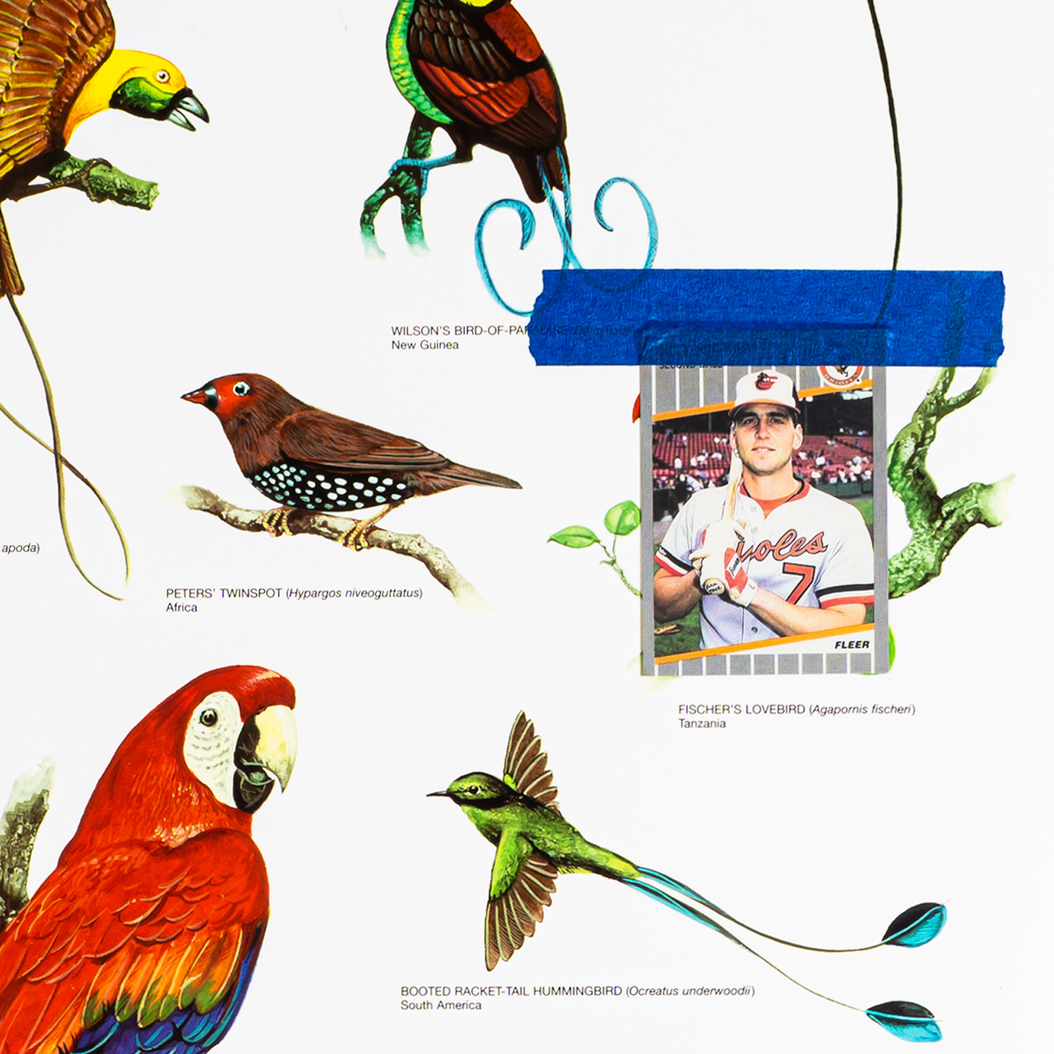 Tropical Birds